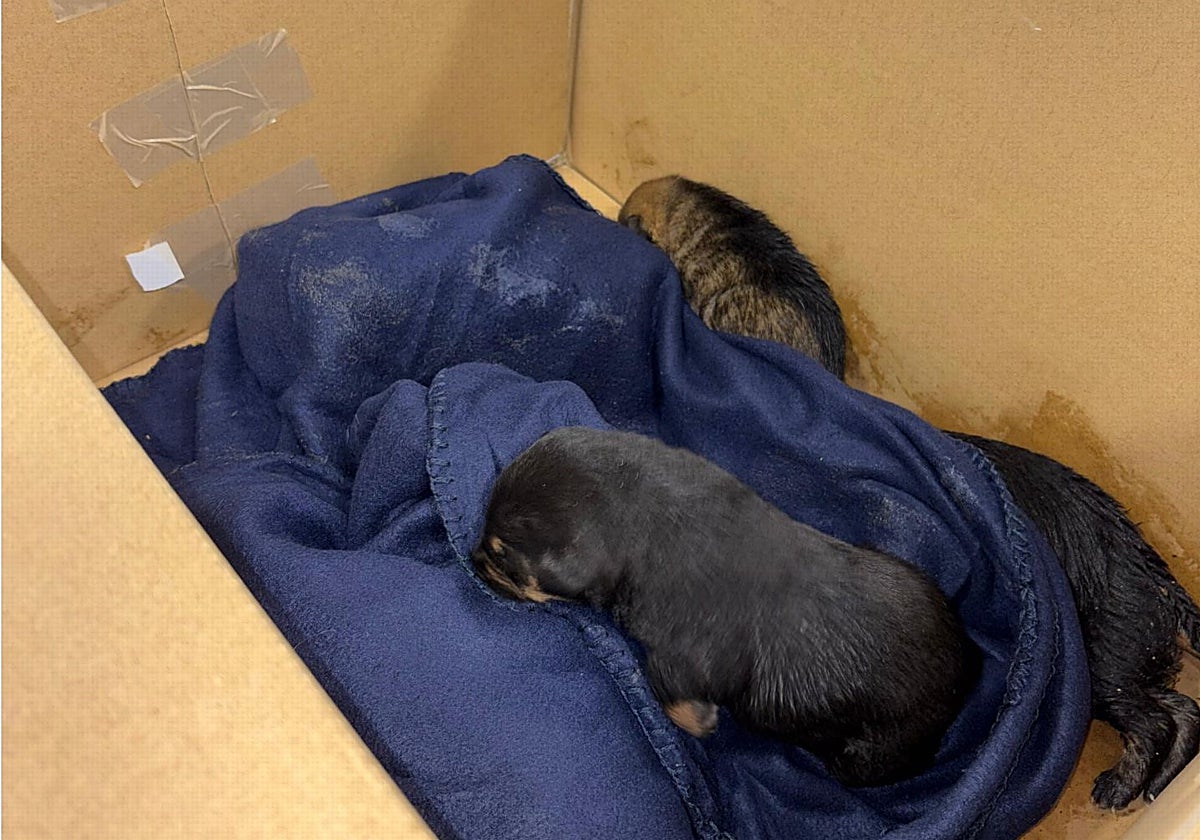 Cachorros rescatados