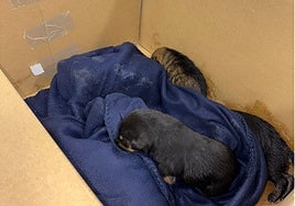 Rescatados cinco cachorros tirados a un contenedor de basura en Palencia