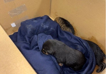 Rescatados cinco cachorros tirados a un contenedor de basura en Palencia