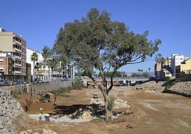 El eucalipto de Paiporta que sobrevivió a la dana opta a ser 'Árbol del Año 2026'
