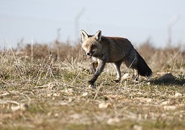 Un zorro aparece muerto en Zaragoza por gripe aviar
