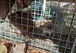 Igabrum, la lince ibérica hallada en la Sierra de Cabra que 'revoluciona' la huella de esta especie en Andalucía