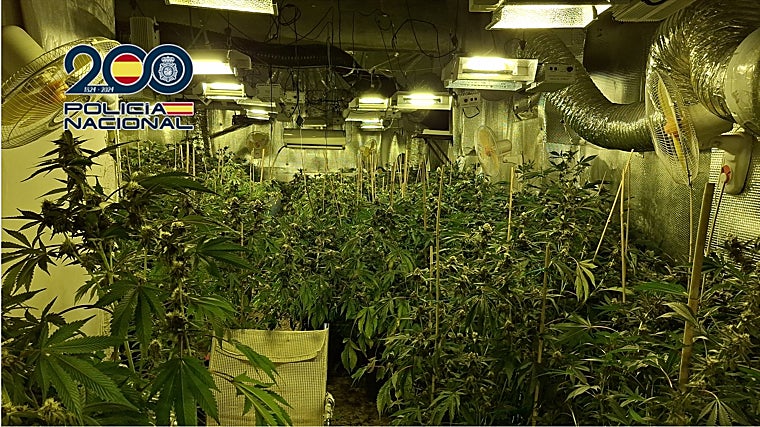 Trece detenidos con 527 plantas de marihuana, armas y un perro mutilado al cortarle las orejas sin medios asépticos