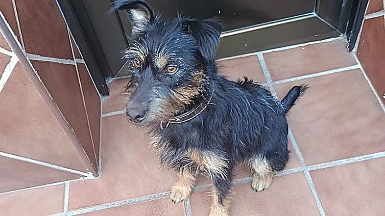 Aparece un mes después y a 76 kilómetros de Talavera 'Chispi', la mascota secuestrada junto a su dueño en La Nava