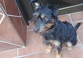 Aparece un mes después y a 76 kilómetros de Talavera 'Chispi', la mascota secuestrada junto a su dueño en La Nava