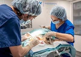 Una tortuga marina se recupera en el Oceanogràfic tras la amputación de una aleta por enmalle de plásticos y cabos