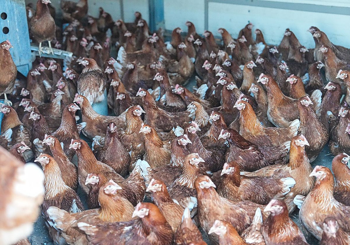 Gallinas encerradas en una granja de la provincia de Palencia por las medidas frente a la gripe aviar