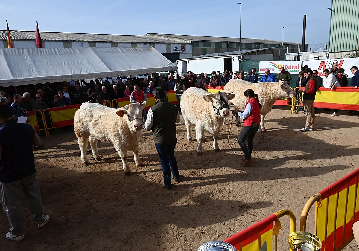 Feria de ganado de San Andrés, en Ciudad Rodrigo (Salamanca) en la edición del año pasado