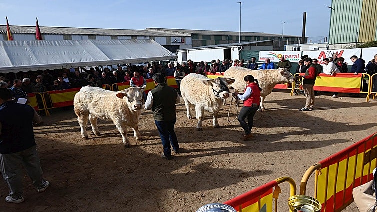 Ciudad Rodrigo, pendiente de poder celebrar la feria de San Andrés, ya aplazada a diciembre
