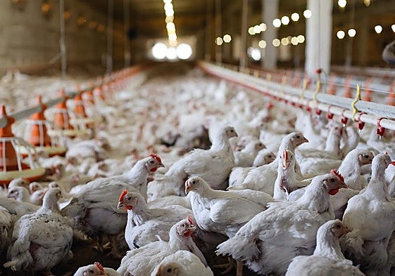 Pollos en el interior de una granja