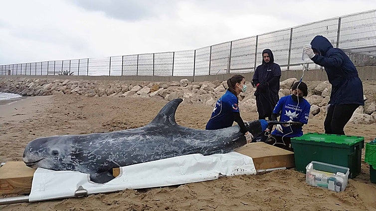 La Fundación Oceanogràfic y la Fundación Pairi Daiza refuerzan el rescate de mamíferos marinos en la costa valenciana