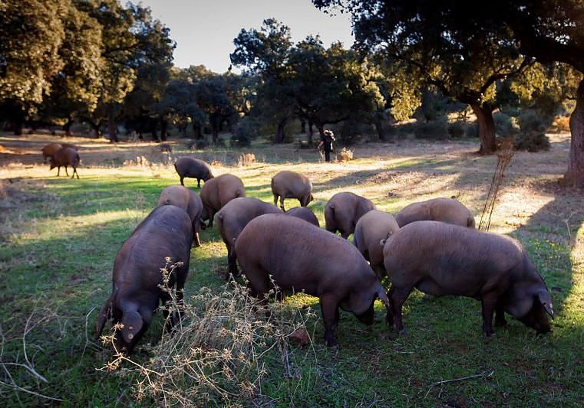 Cerdos ibéricos en una finca de dehesa en una imagen de archivo