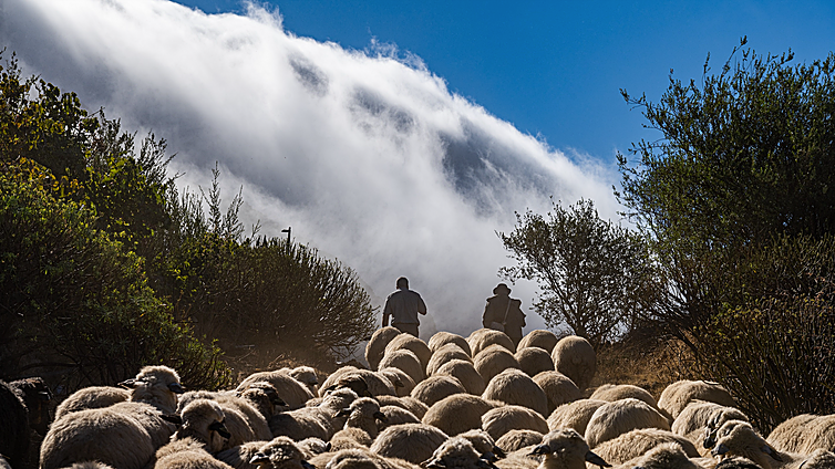 Gran Canaria se blinda contra incendios con nuevos «agentes»: 34 familias de ovejas y cabras bombero