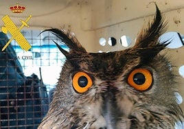 Recuperados dos búhos reales en Madrid: investigan la muerte de uno de ellos por posible envenenamiento