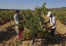 Ribera del Duero sostiene 21.000 empleos y aporta 1.333 millones al PIB español