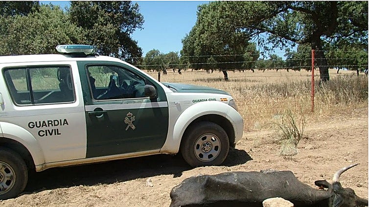 Condenan a prisión a una ganadera de Espiel por maltrato animal tras la muerte de 25 vacas por falta de alimento