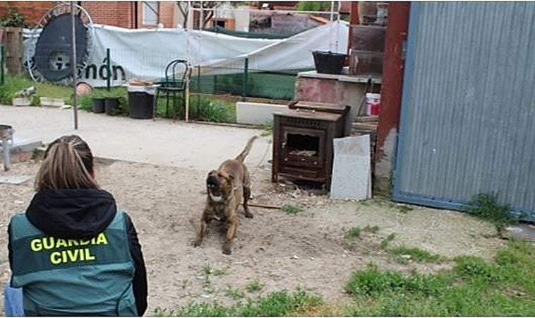 Sufre varias lesiones por un brutal ataque de cuatro perros  mientras paseaba al suyo