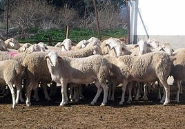 Los ganaderos no descartan movilizaciones en Castilla-La Mancha ante la «inacción» de la Junta por la lengua azul