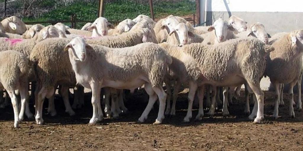 Los ganaderos no descartan movilizaciones en Castilla-La Mancha ante la «inacción» de la Junta por la lengua azul