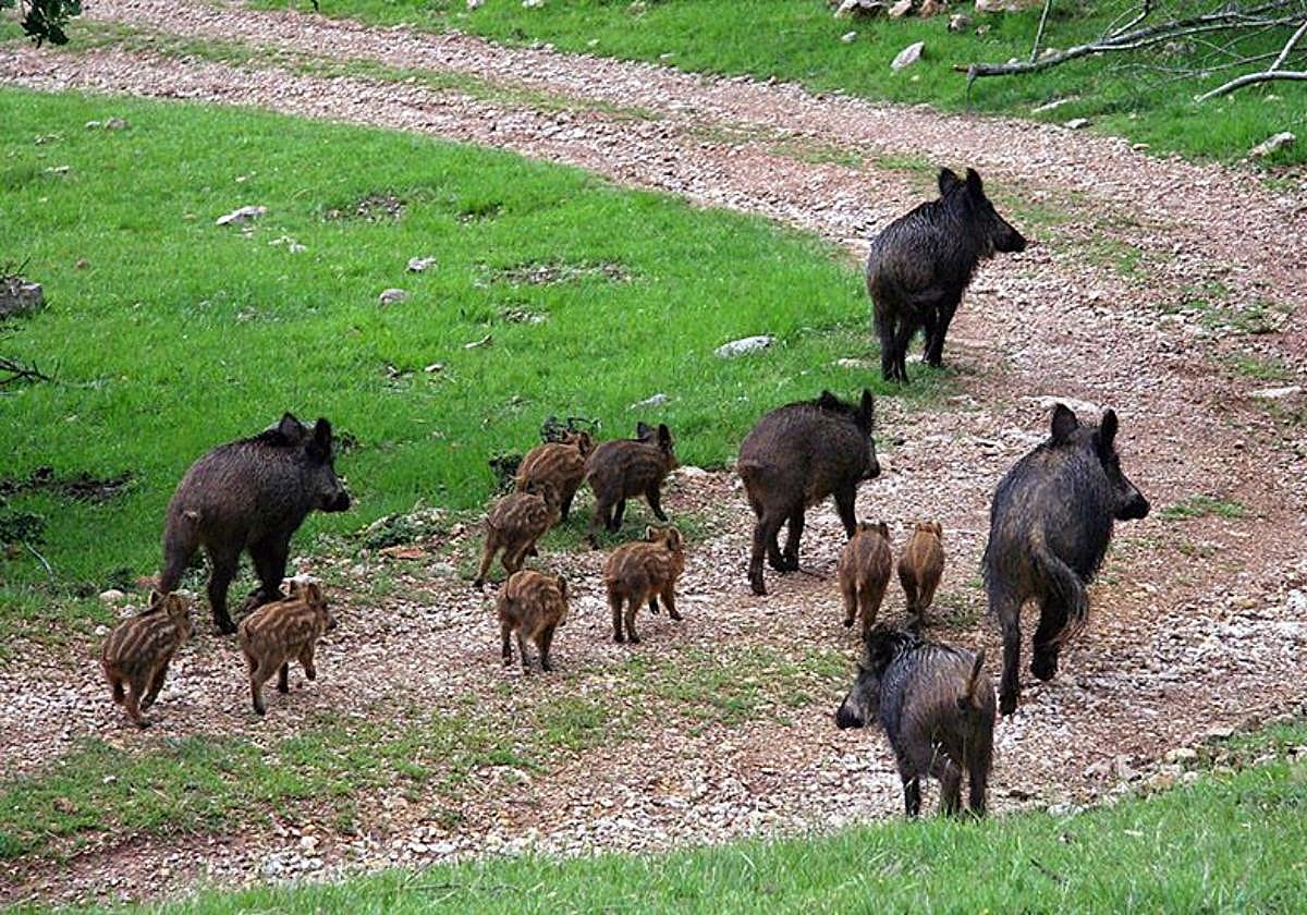 Una piara de jabalíes y jabatos en una imagen de archivo
