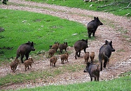 Castilla y León intensificará la caza del jabalí frente a la peste porcina, especialmente en las zonas de producción