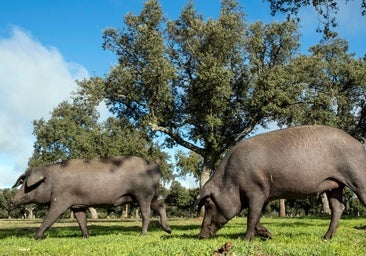 Piden «un control de censos» de jabalíes para evitar la llegada de la peste porcina