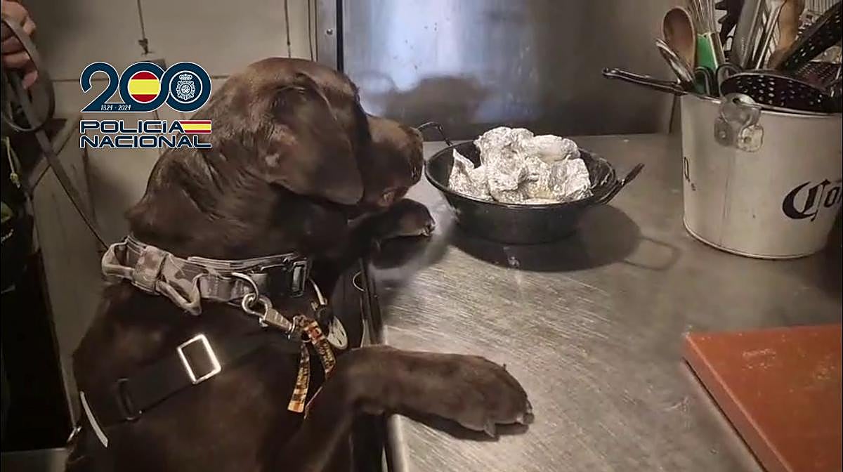 Un perro policía, junto a drogas intervenidas durante las dos operaciones en Benidorm