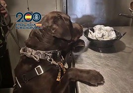 Golpe a la droga en la zona 'guiri' de Benidorm: ventanas opacas en negocios de apariencia legal