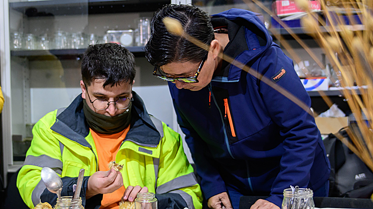 Tenerife localiza once cedros milenarios en el Teide y el árbol más viejo de Europa, con 1.544 años
