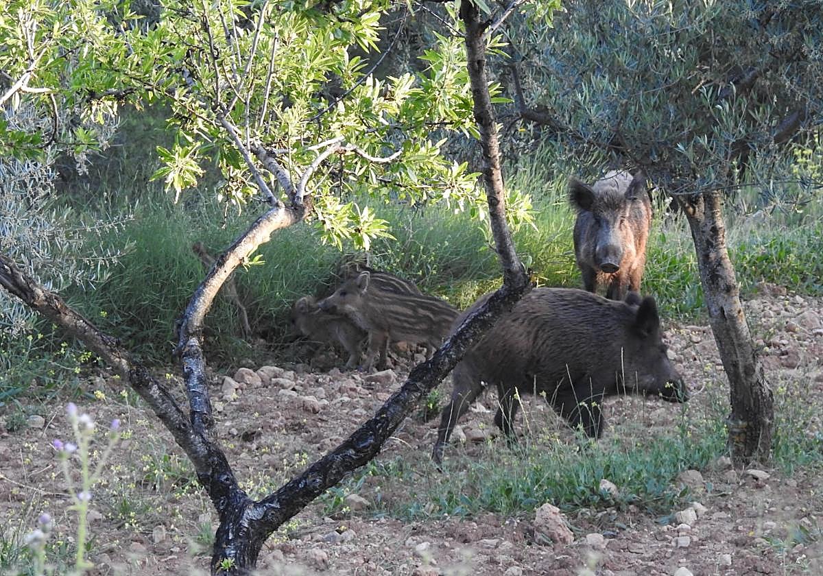 Varios ejemplares de jabalí en el campo en la Comunidad Valenciana