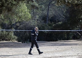 Localizados 50 jabalíes muertos en la zona de exclusión por la peste porcina en Collserola (Barcelona)