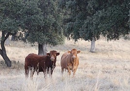 Covap reduce un 18% la huella de carbono en la producción de la leche de vaca
