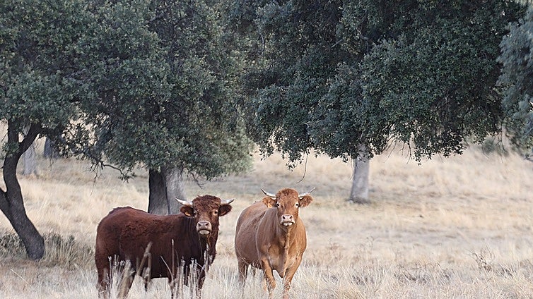 Covap reduce un 18% la huella de carbono en la producción de la leche de vaca
