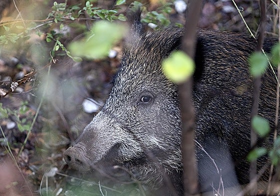 En Galicia, la caza del jabalí se permite sin restricciones entre octubre y febrero