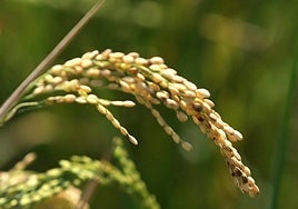 El sector del arroz sale a la calle contra Gobierno y UE por sus «parches» ante las importaciones desleales y plagas sin solución