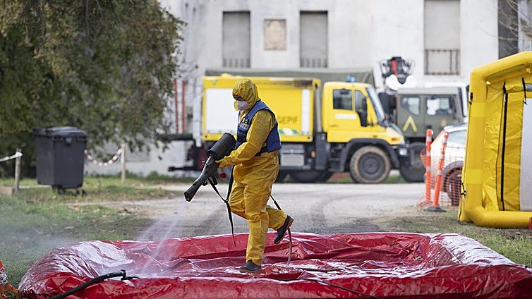 Peste porcina africana: el número de jabalíes infectados asciende a 13