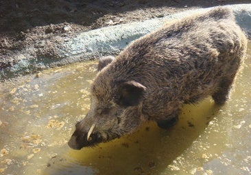 Nuevas medidas para evitar la peste porcina: declarada la emergencia cinegética para controlar más al jabalí