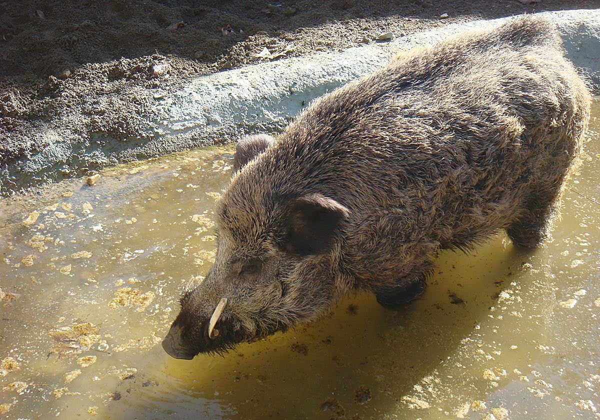 Imagen de un jabalí