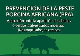 Andalucía declara la «emergencia cinegética temporal» en su prevención ante la peste porcina