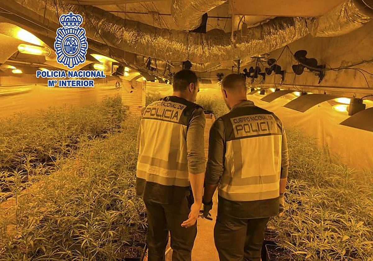 Imagen de una plantación indoor desmantelada en una operación policial