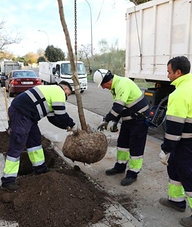 Imagen secundaria 2 - En esta campaña -que desarrolla de noviembre a abril- se van a plantar más de 2.000 árboles