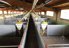 Generalitat y sector acuerdan el sacrificio de 30.000 cerdos en las granjas dentro de la zona de exclusión de la PPA