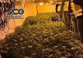 Desmantelan un cultivo de marihuana 'indoor' con 600 plantas y armas en Valencia