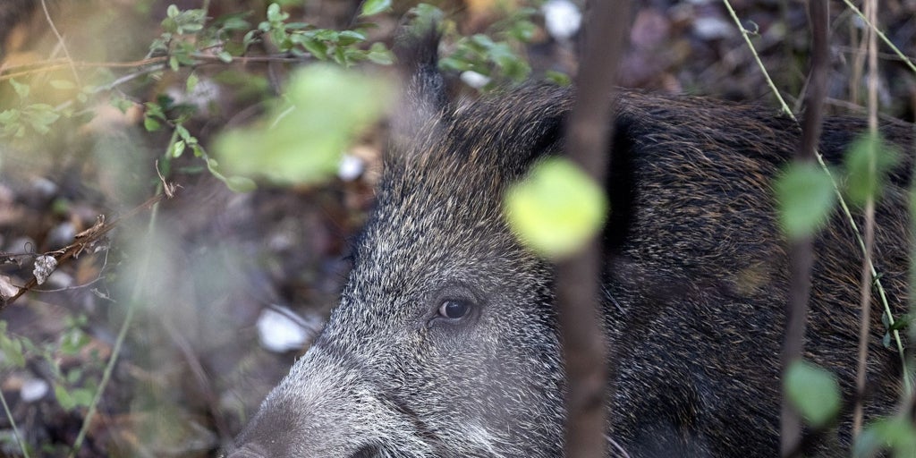 La Xunta instará a los cazadores a cubrir el cupo de jabalíes