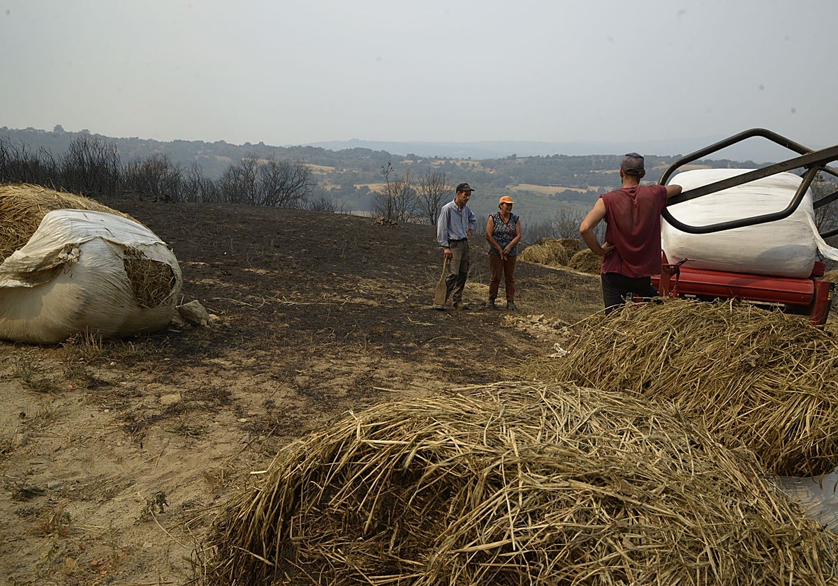 Finca afectada por los incendios del pasado mes de agosto en Somoza, Pobra de Trives (Orense)