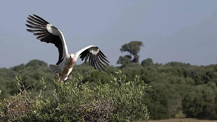 Halladas muertas cientos de cigüeñas en la Comunidad de Madrid
