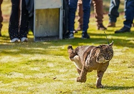 La historia de Kai, la lince ibérico liberada por la Junta en Adamuz tras perder una pata