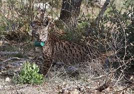 Castilla y León mantendrá las sueltas de lince y compensará las pérdidas tras la muerte de otro ejemplar
