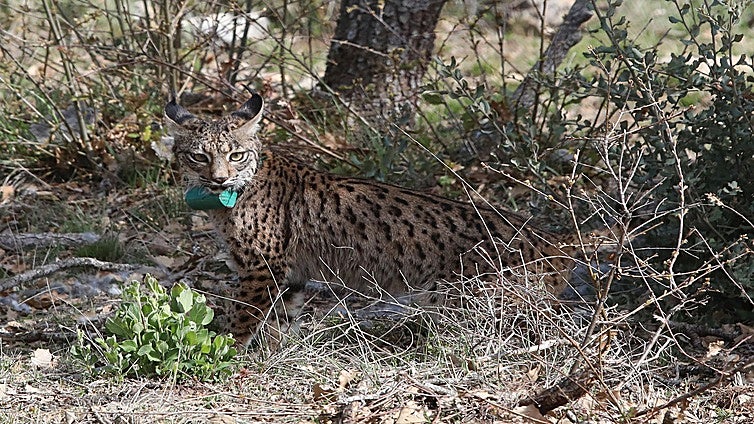 Castilla y León mantendrá las sueltas de lince y compensará las pérdidas tras la muerte de otro ejemplar