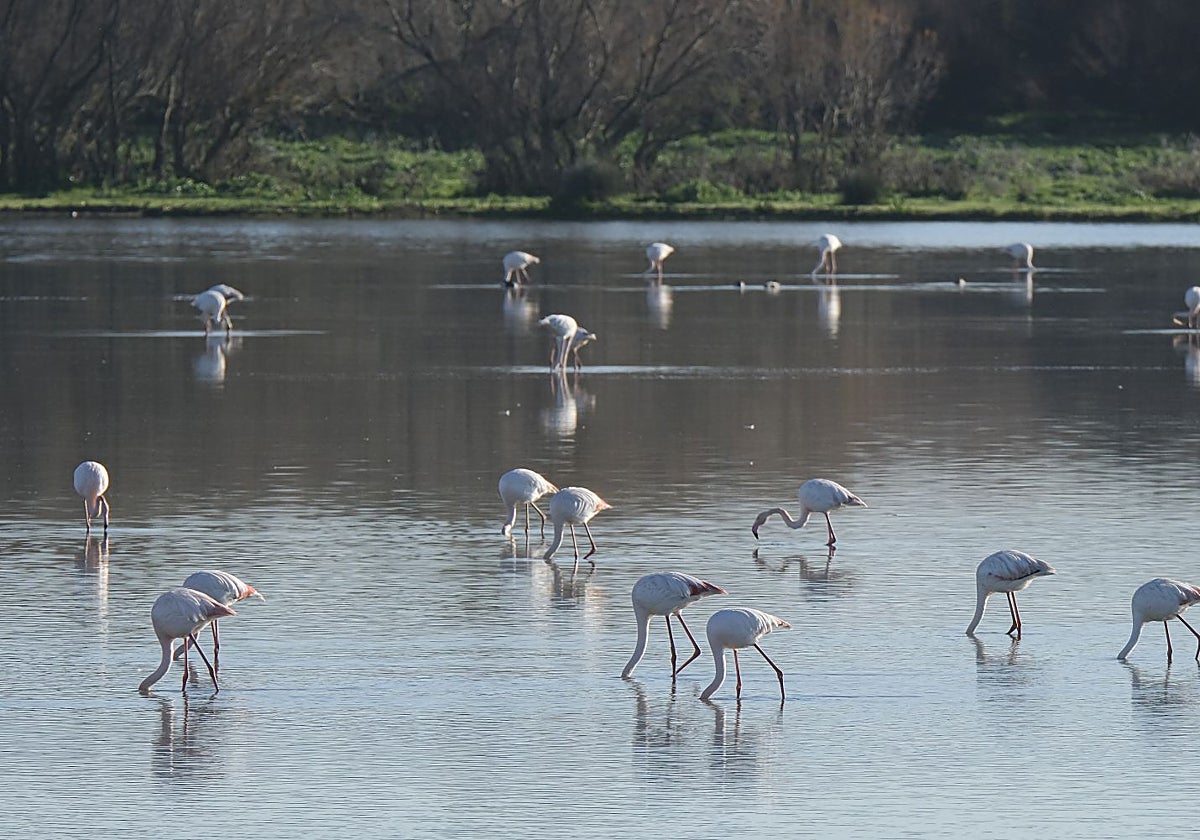 El Gobierno insiste en que las marismas de Doñana forman parte de la costa